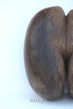 African Nut Seed Rare Antique Old Vintage Coco De Mer Seychelles Kamandal F-34