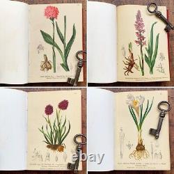 Alpenflora III Vieux Livre Botanique Autrichien 1884 Ancien Vintage F/s