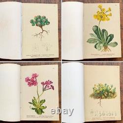 Alpenflora III Vieux Livre Botanique Autrichien 1884 Ancien Vintage F/s